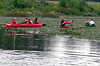 Rice City Pond 'Pull the Plant Party'