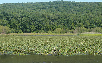 Rice City Pond before clearing with a mechanical harvester