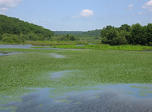 Water Chestnut in Rice City Pond